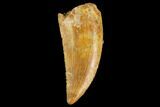 Serrated, Raptor Tooth - Real Dinosaur Tooth #127053-1